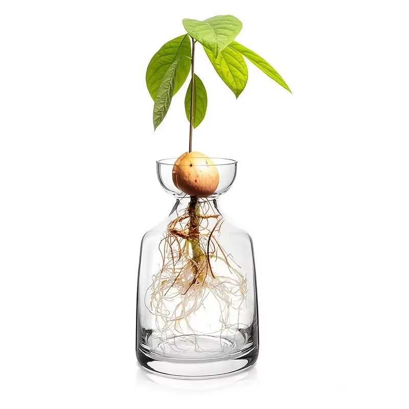 Vaso de Vidro para Cultivo de Sementes de Abacate Kazaen