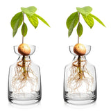 Vaso de Vidro para Cultivo de Sementes de Abacate Kazaen