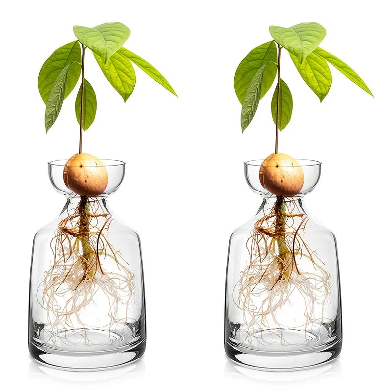 Vaso de Vidro para Cultivo de Sementes de Abacate Kazaen