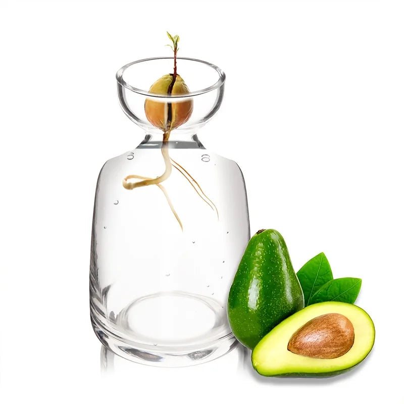 Vaso de Vidro para Cultivo de Sementes de Abacate Kazaen