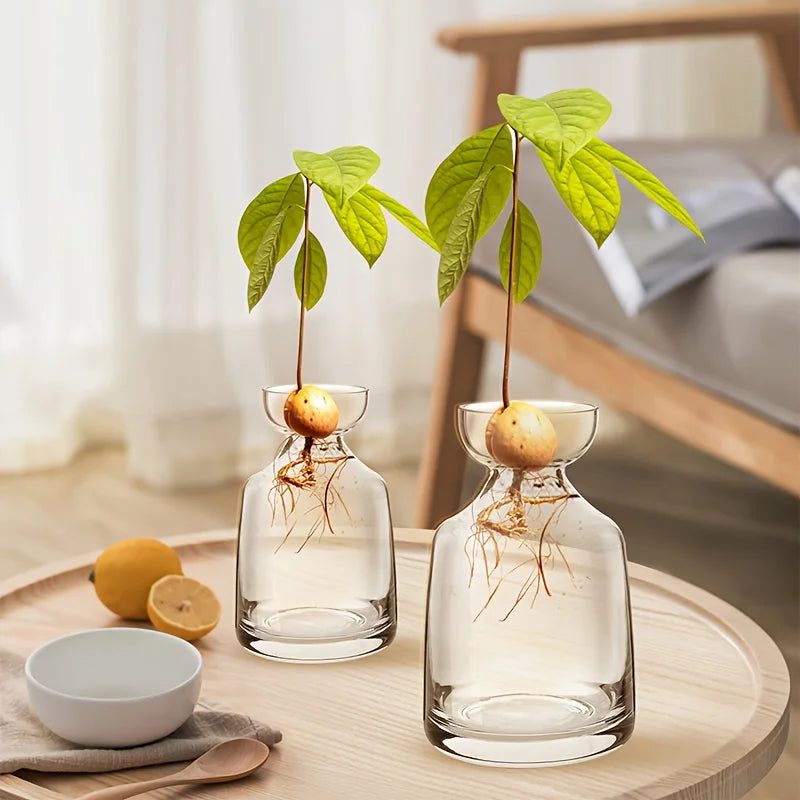 Vaso de Vidro para Cultivo de Sementes de Abacate Kazaen