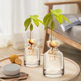 Vaso de Vidro para Cultivo de Sementes de Abacate Kazaen
